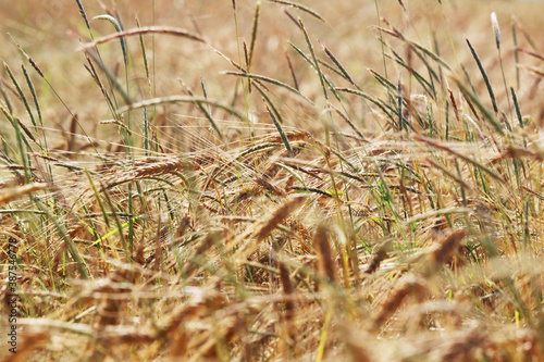 A field with ripe ears in Baden-Wuerttemberg, Germany