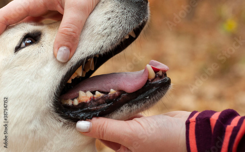 The dog hurt his mouth while walking. Injured dog. The dog got sick.