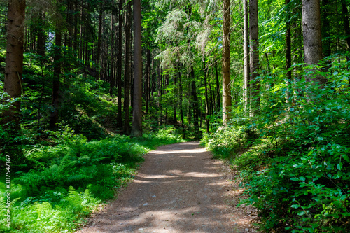 Forest Path in Saxon Switzerland, Germany