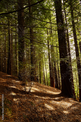 Bosque de secuoyas