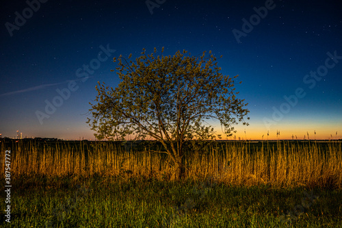 Bremen, Germany, tree, night, bulb exposure photo