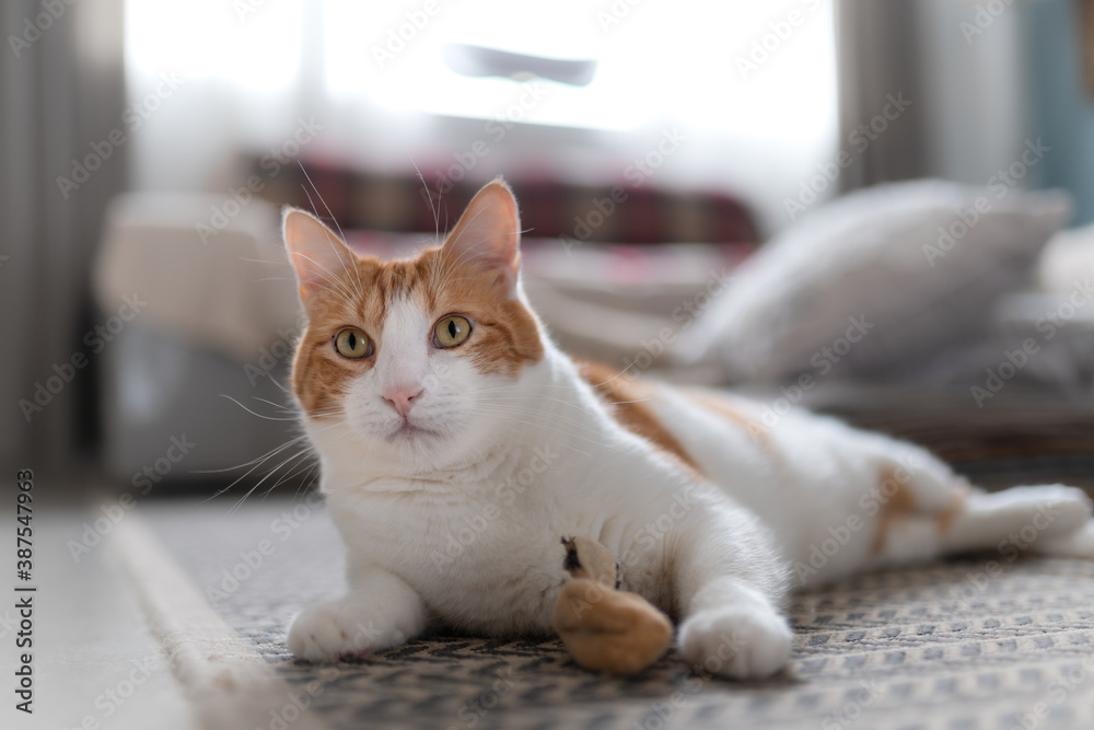 Primer plano. Gato blanco y marrón con ojos amarillos acostado en la alfombra juega con un juguete de gato