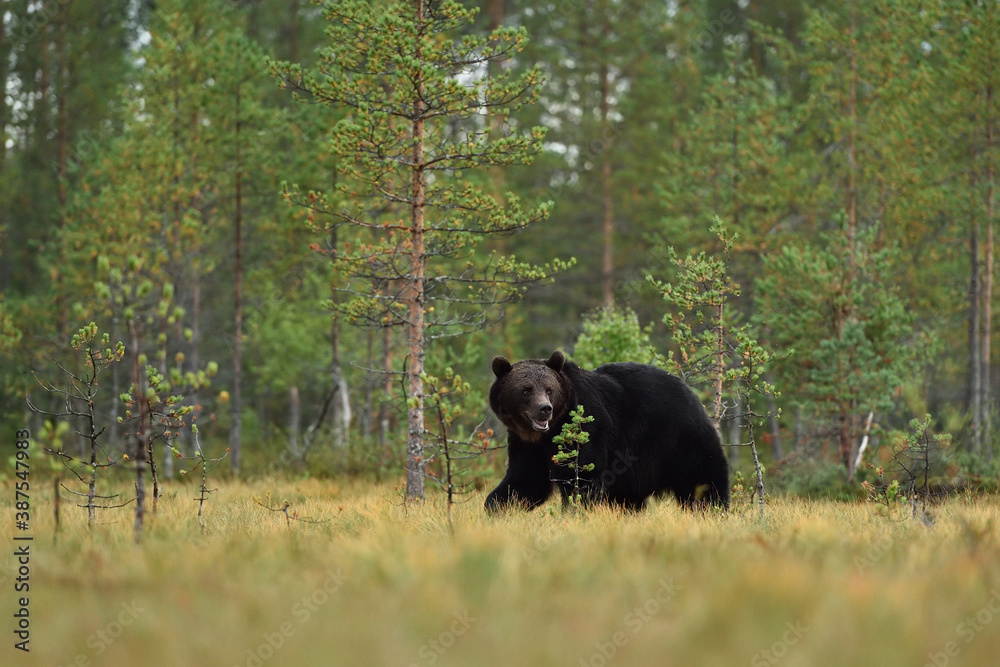 brown bear walking in the wild taiga landscape forest in the background