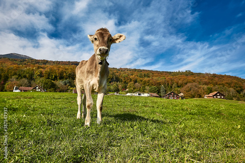 Junge Küh schaut neugierig - Biobauernhof 