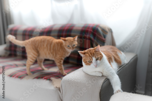 dos gatos domesticos interactúan en el sofa photo