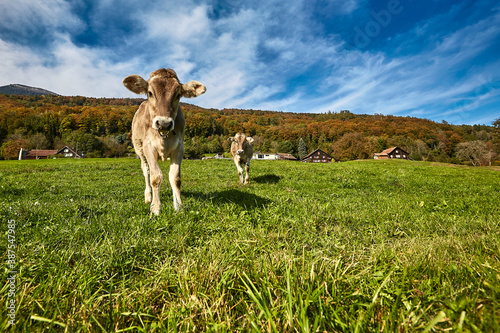 Fototapeta Naklejka Na Ścianę i Meble -  Junge Kühe schauen neugierig - Biobauernhof 