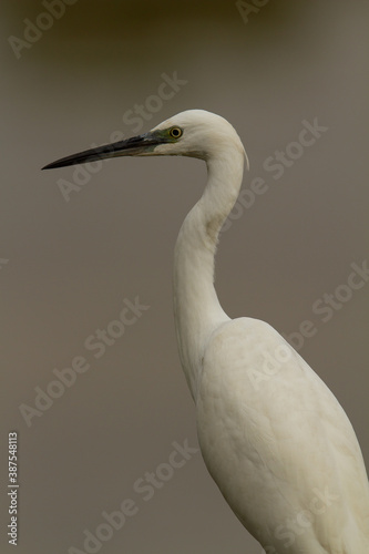 Little egret, Egretta garzetta, Doñana National Park, Spain, white bird