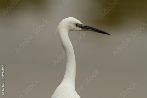 Little egret, Egretta garzetta, Doñana National Park, Spain, white bird