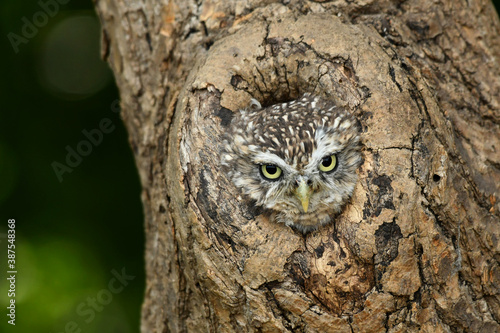 Little owl portret in the hole in the old tree