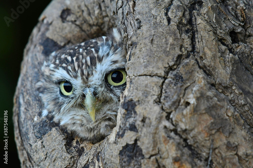 Little owl portret in the hole in the old tree © Maciej