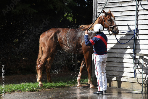 douche du cheval de course après la compétition photo