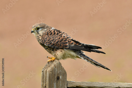 Face to face with female common kestrel