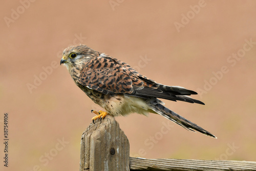 Face to face with female common kestrel photo