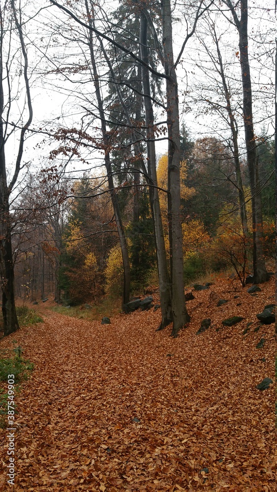 Obraz premium Las Jesień Polska 