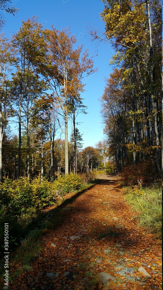 Fototapeta premium Las Jesień Polska 