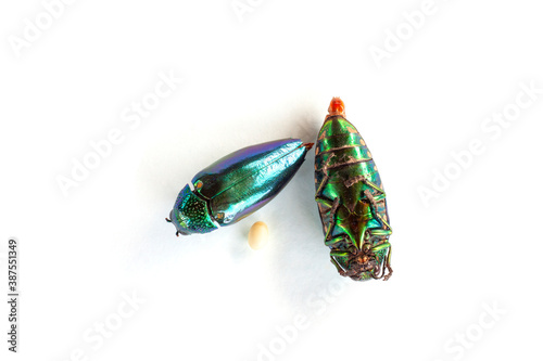 Top view of Jewel beetle, Metallic wood-boring beetle or Buprestid with egg isolated on white background.