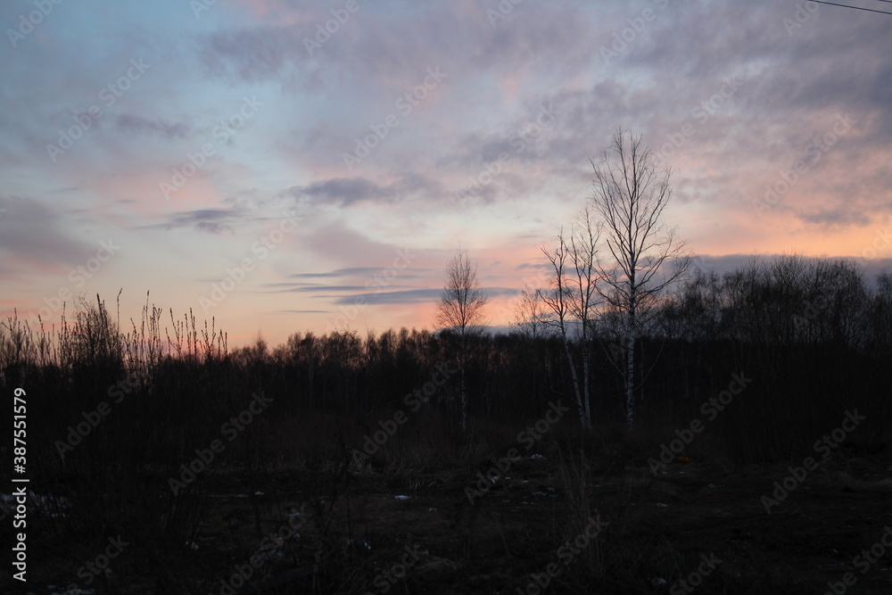 Obraz premium sunset in the forest