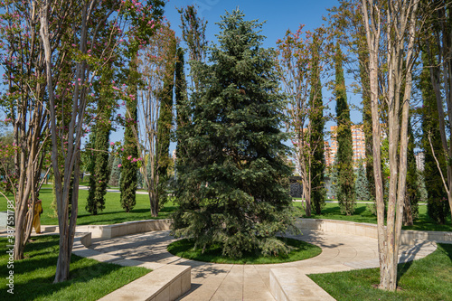 Abies concolor or white fir. Large evergreen tree in surrounded by tall lagerstremia bushes. Public landscape 