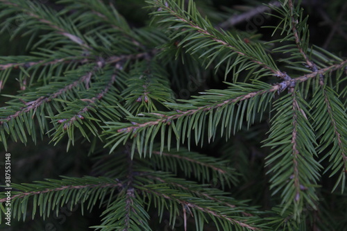 christmas branches