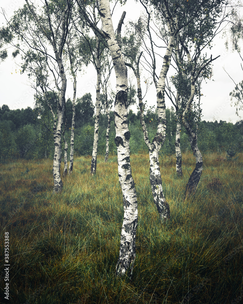 Fototapeta premium Birch Trees, Strensall Common