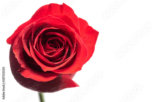 Fototapeta Naklejka Na Ścianę i Meble -  Red rose flowerclose-up view isolated on white background