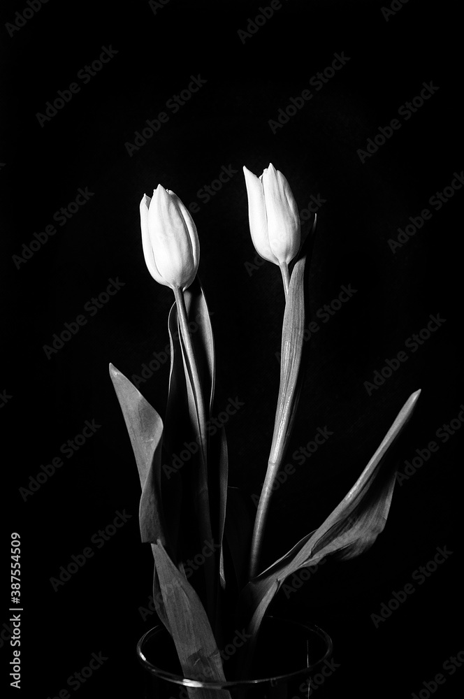 Fototapeta premium dwa tulipany na czarnym tle