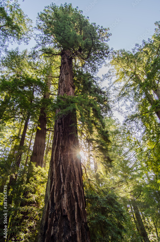 Fototapeta premium tree in the forest