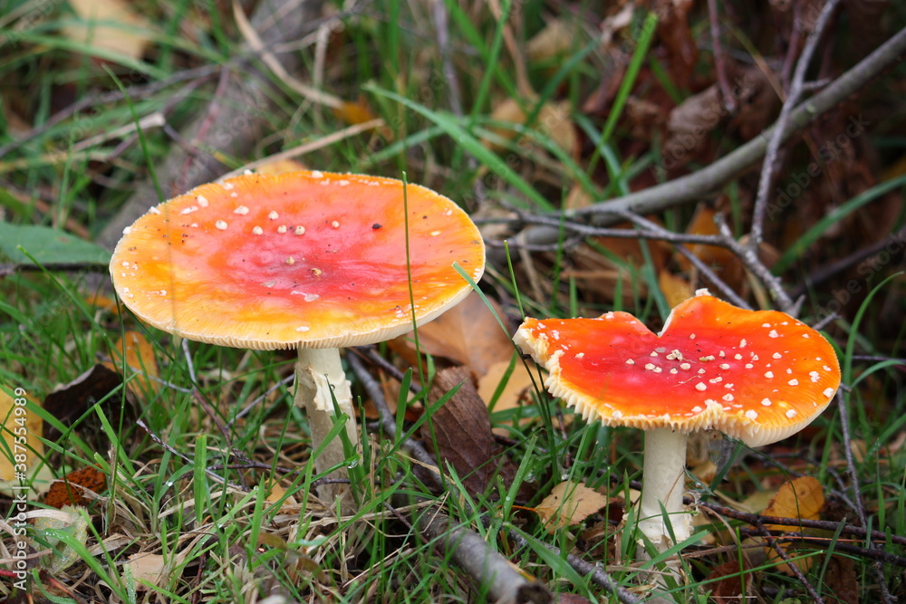 Nahaufnahme von Pilzen, im Hebst bei Sonnenlicht Nahaufnahme von Pilzen, im Hebst bei Sonnenlicht
