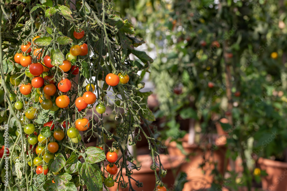 tomatoes growing on the vine in a green house with mixture of ripe and unripe fruit.