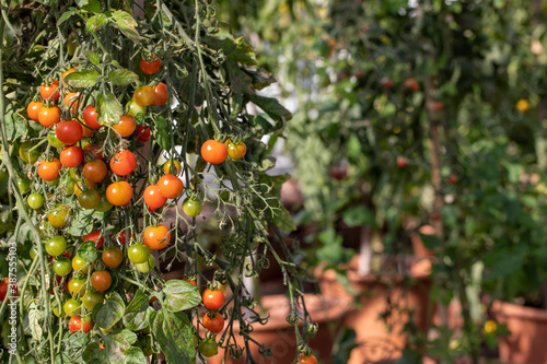 tomatoes growing on the vine in a green house with mixture of ripe and unripe fruit.