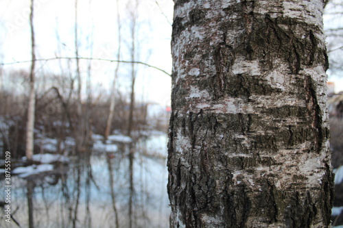 trunk