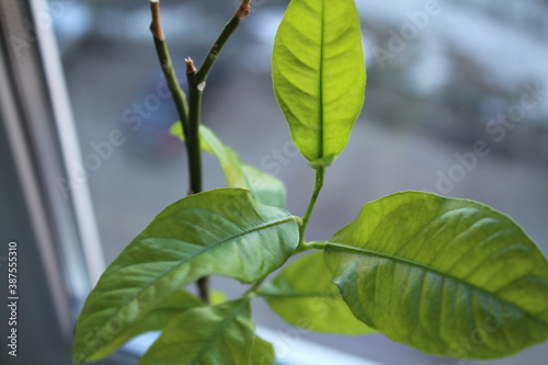 close up of green leaves