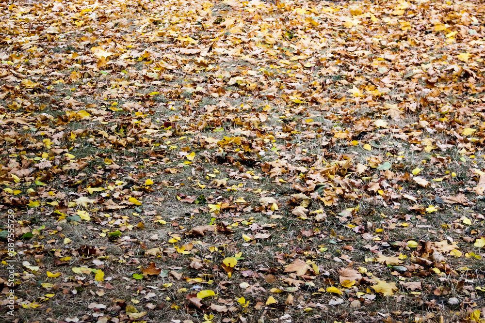Autumn leaf fall in october. Fallen leaves in the park Autumn leaf fall in october. Fallen leaves in the park
