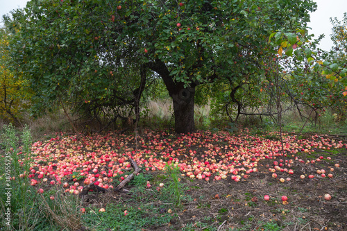 Ripe red fruits lie on the ground under an Apple tree. An old Apple tree grows in a deserted garden. Rotting apples. A large number of fallen apples are lying under the tree.