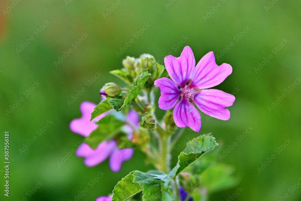 Wunderschöne Blume Wunderschöne Blume