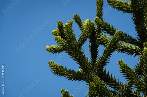 Araucaria araucana, monkey puzzle tree, monkey tail tree or Chilean pine. Close-up. Pine tree with large thorny leaves against blue sky. City Park "Krasnodar" or Galitsky Park.