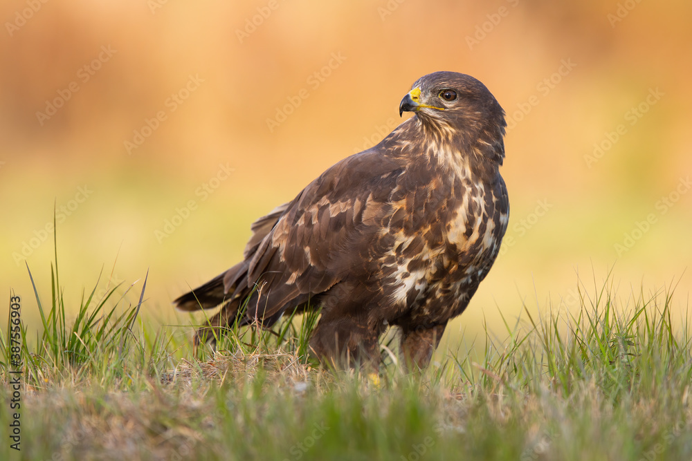 Common buzzard, buteo buteo, sitting on the ground in autumn nature. Wild bird of prey looking aside on meadow at sunset. Brown feathered animal observing on grassland. Common buzzard, buteo buteo, sitting on the ground in autumn nature. Wild bird of prey looking aside on meadow at sunset. Brown feathered animal observing on grassland.