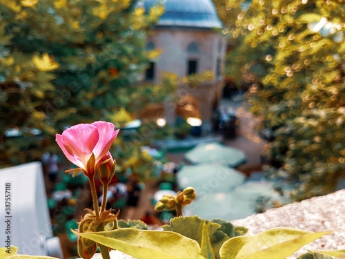 flowers in the garden