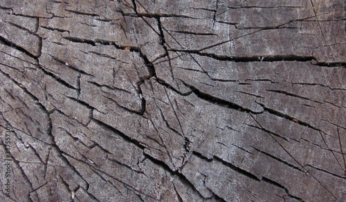 cracked wooden texture, sawn stump