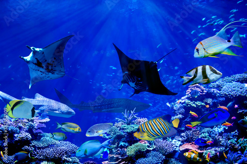 Manta ray dancing with tropical marine fish such as whale shark and anglefish in beautiful coral reef