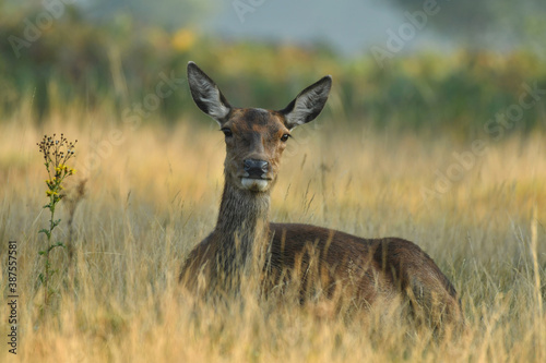 Fototapeta Naklejka Na Ścianę i Meble -  Red deer female portrait