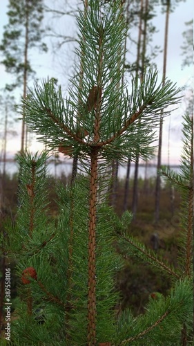 pine tree forest