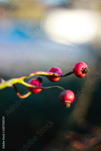 close up of a flower