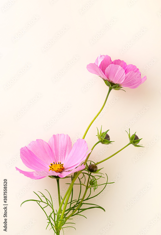 Pink Cosmos flower on an off white background with copy space