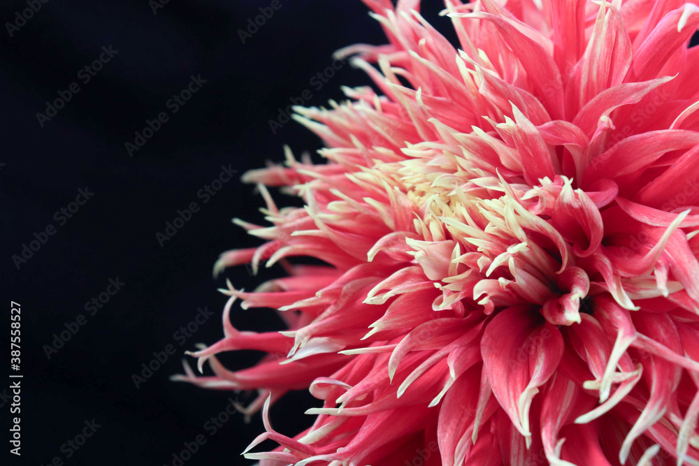 red dahlia flower red dahlia flower