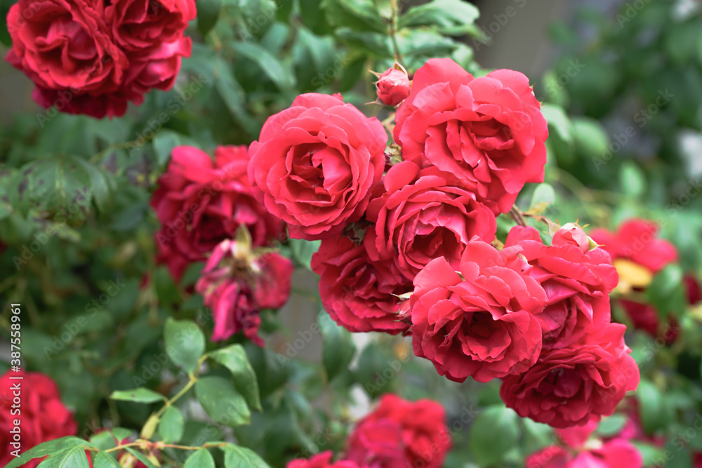 Rote Rosen zur sommerlichen Zeit als Symbol für Liebe und Hingabe