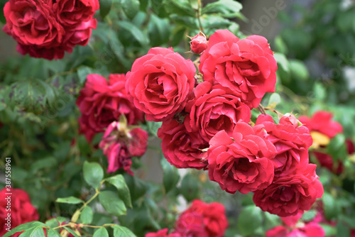 Rote Rosen zur sommerlichen Zeit als Symbol f  r Liebe und Hingabe