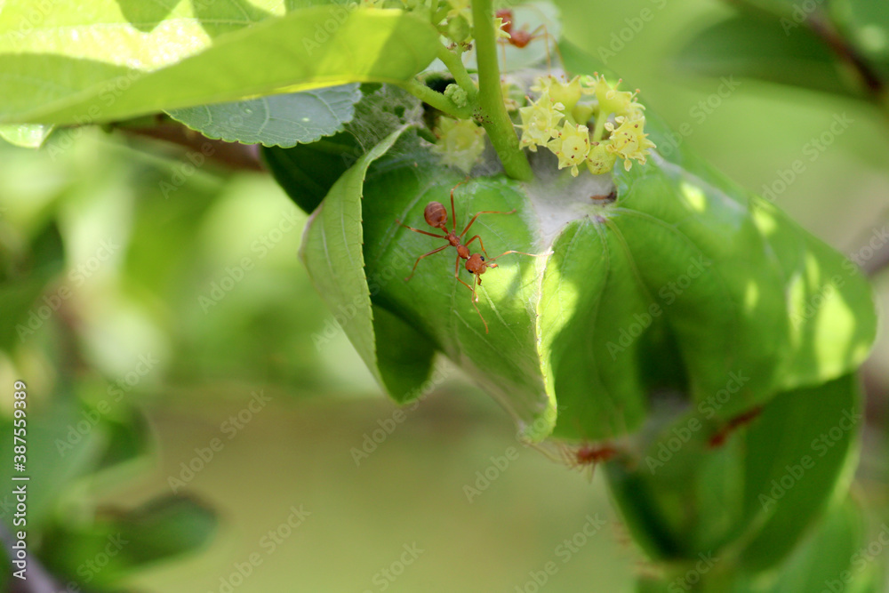 Red Ants Nest in the Leaves, Bagalkot, Karnataka. Red Ants Nest in the Leaves, Bagalkot, Karnataka.