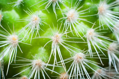 zielony kaktus kolce w powiększeniu zbliżeniu makro