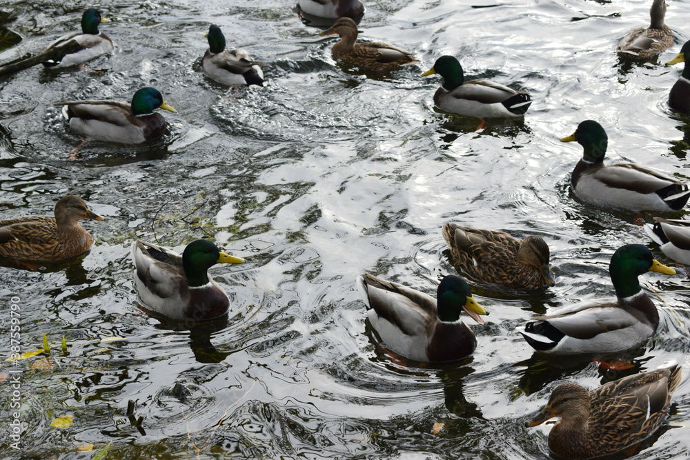 Fototapeta premium ducks in the water